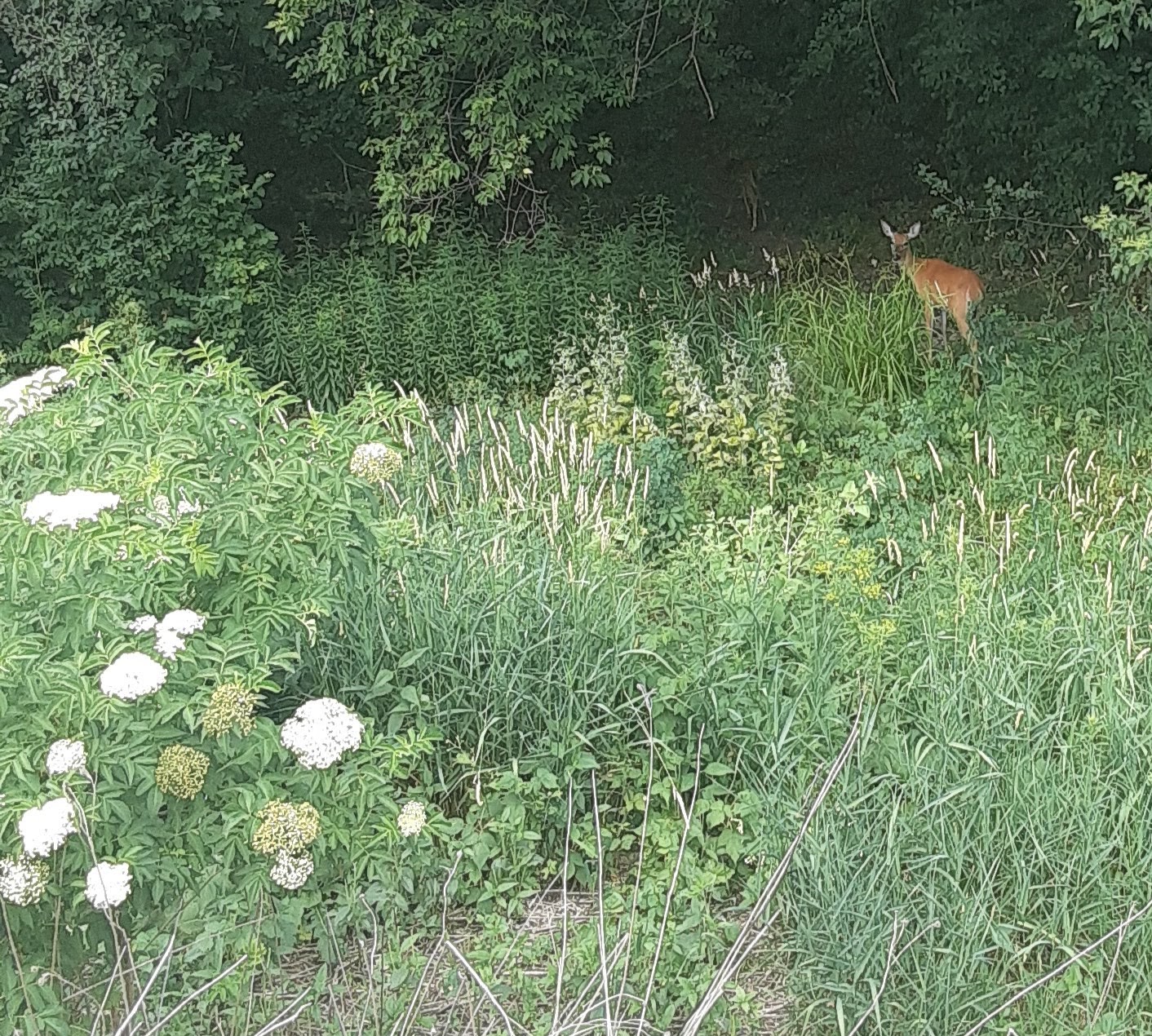 Flowers, woods, deer