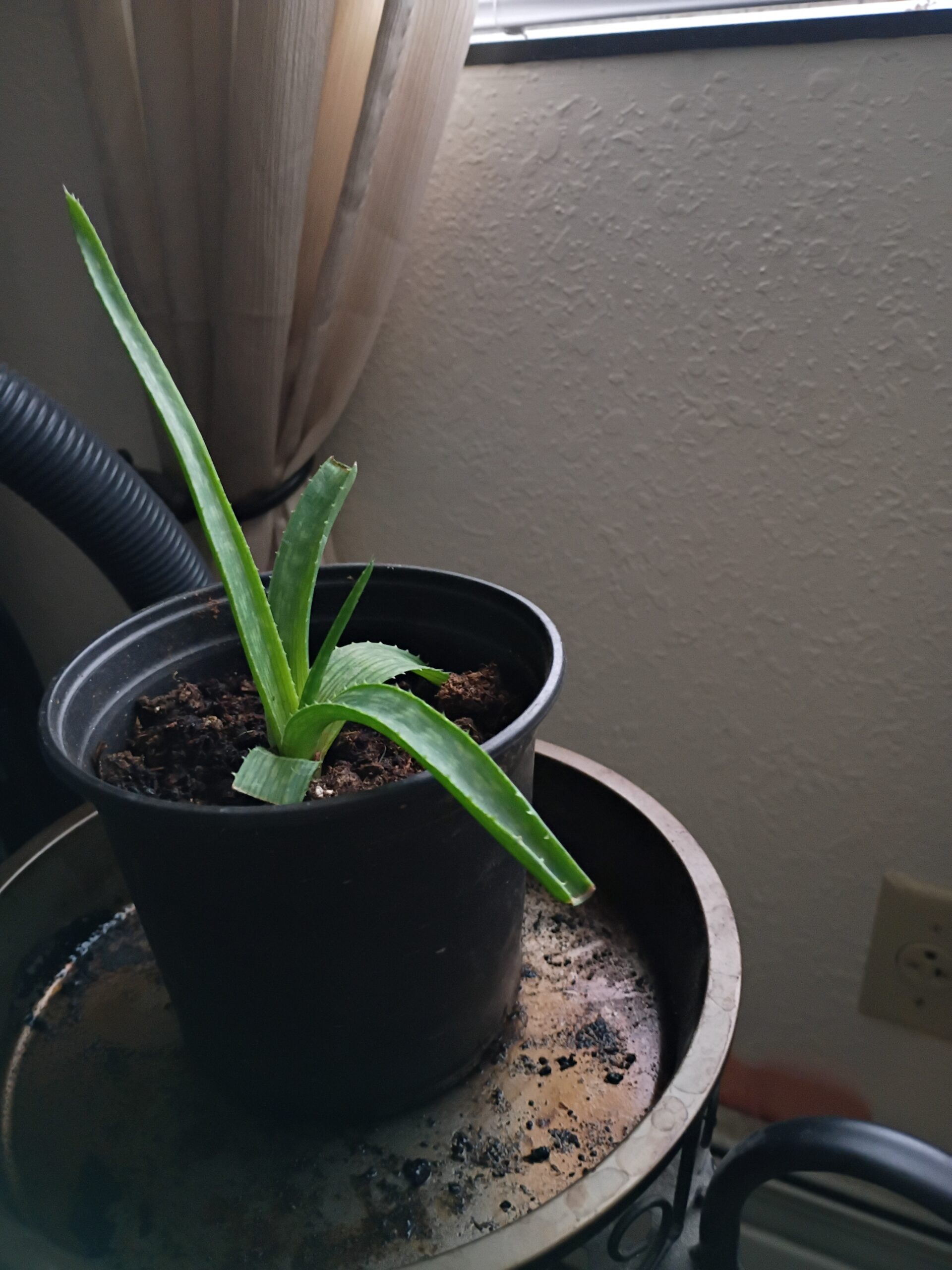 Aloe plant leaning towards the sun